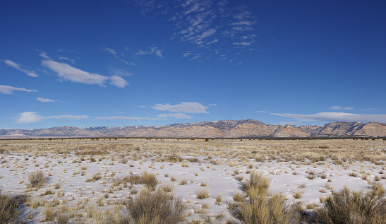 This is a color photograph of a flowering Joshua tree in the Mojave Desert at the national park in California during springtime.