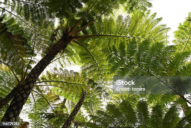 Baumfarnen Von Unten Stockfoto und mehr Bilder von Palme - Palme, Präfektur Okinawa, Abenteuer