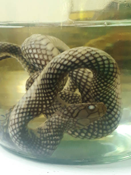 istock Snake in the pot in rio de janeiro 1467293329