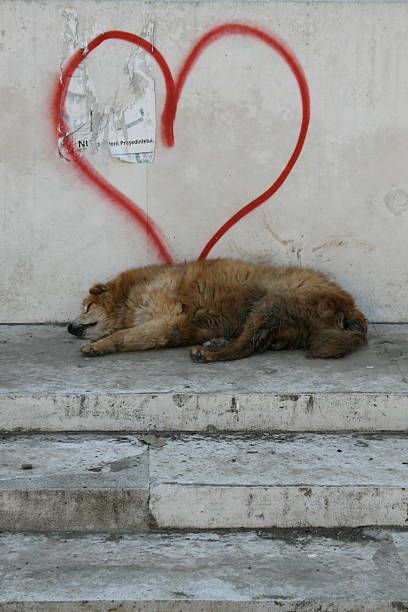 istock Street dog and graffiti heart 146729358