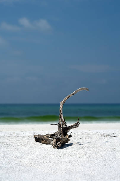 Driftwood stock photo