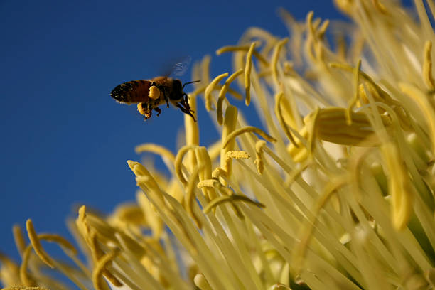 Bee Flying in with full pollen sacks. stock photo