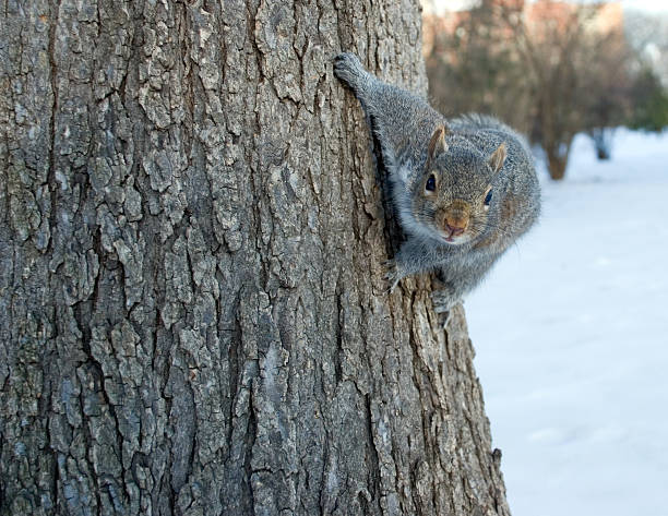 curious squirrel an acrobat stock photo