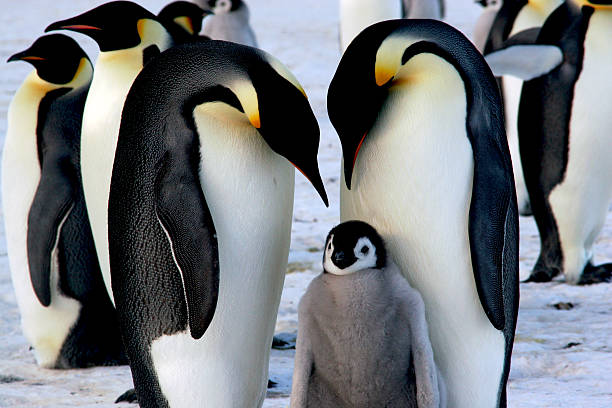 pingüinos emperados con chick - flightless fotografías e imágenes de stock