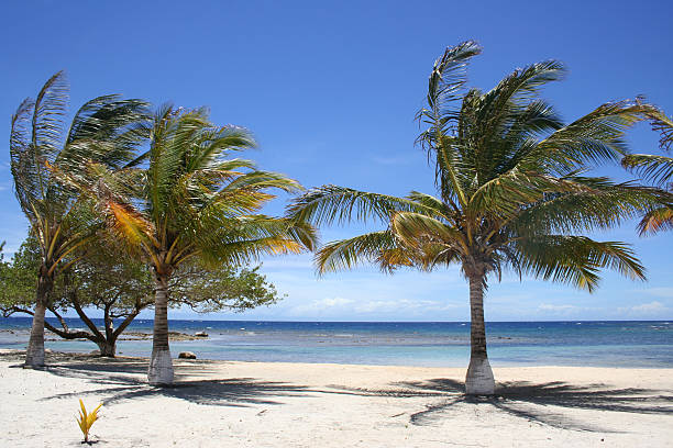istock Palm Trees on a Beach in the Caribbean 146729739