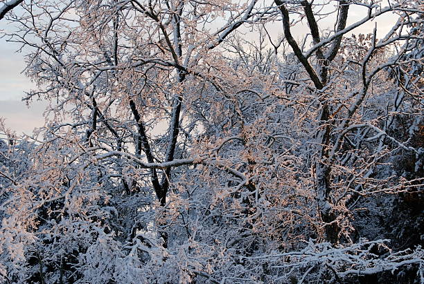 Árvores na Neve - fotografia de stock