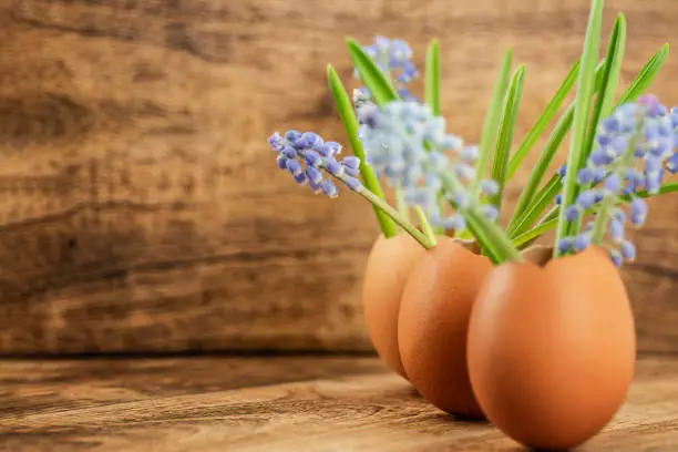 Three eggshell with blue spring flowers muscari on wooden background. Easter concept