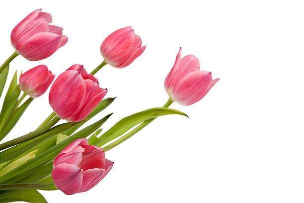 istock Bunch of pink tulips 146729894