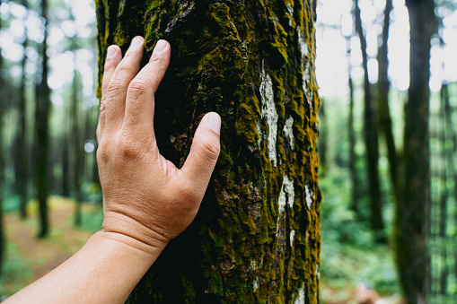 Human hand touching texture bark of banyan tree