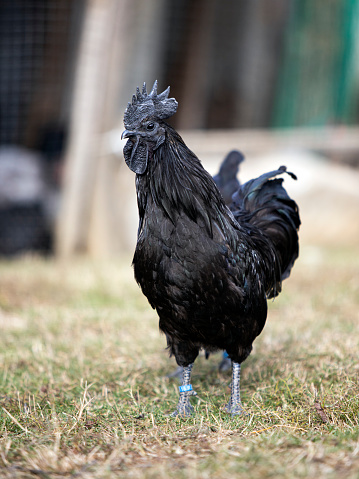 Side view of a black cockerel proudly standing in a lawn.