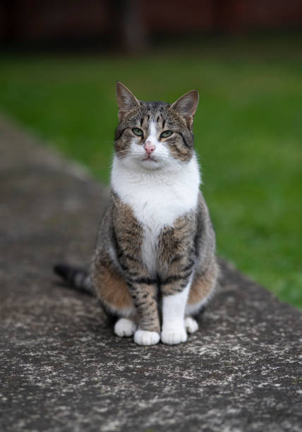 Serious domestic cat sitting and looking at camera.