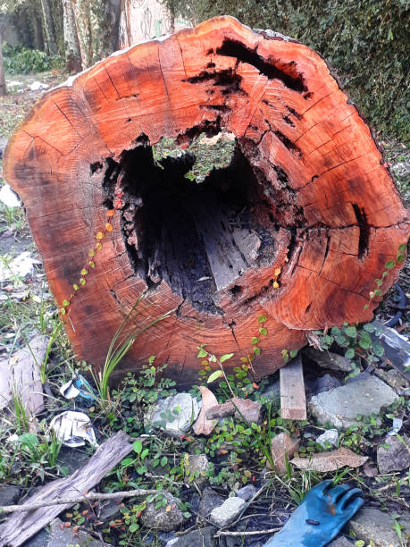 istock trunk of nature in rio de janeiro 1467300359