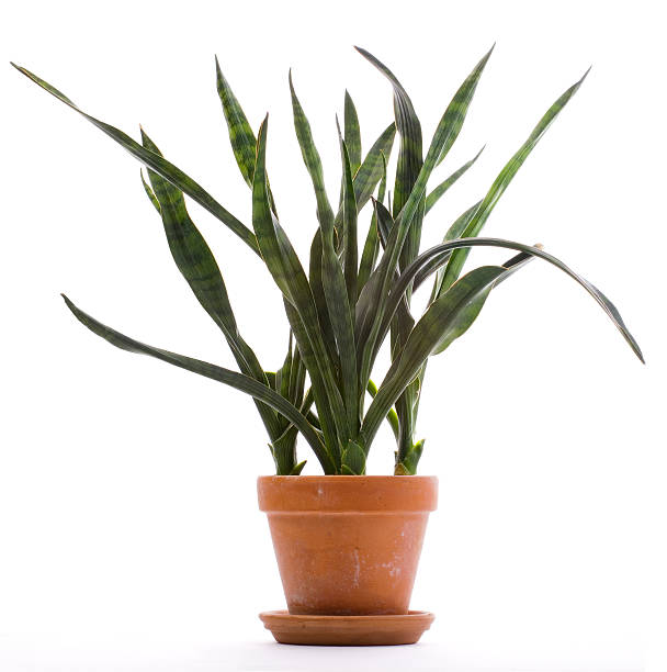istock House Plant - Sansevieria Variety 146730044