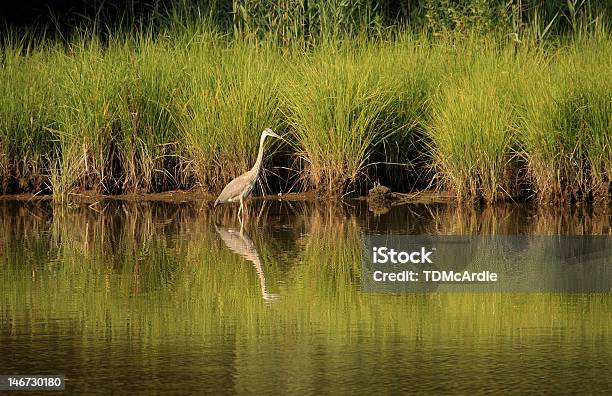 Photo libre de droit de Héron Bleu banque d'images et plus d'images libres de droit de Chesapeake Bay - Chesapeake Bay, Côte Est du Maryland, Horizontal