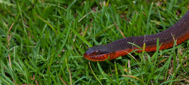 istock Morning encounter with a snake 1467302237