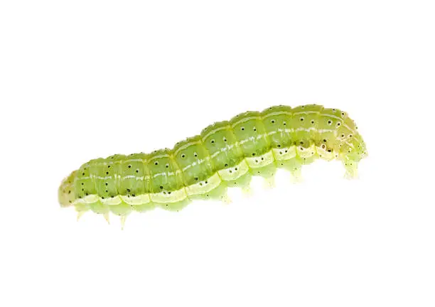 Photo of green caterpillar