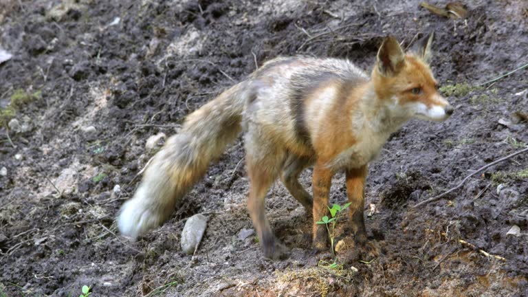 A red fox, vulpes vulpes, in summer, buries its prey. Wildlife scene from nature. European nature. Animal in the wild.