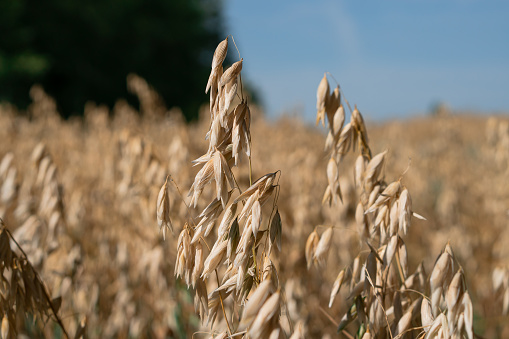 Close-up of ripe wheats on an agricultural field