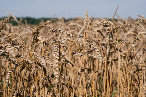 istock golden wheat field and sunny day 1467303875