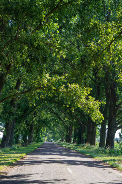 istock A road in a village in Ukraine 1467303882
