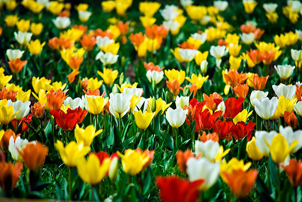 campo di tulipani - star tulip foto e immagini stock