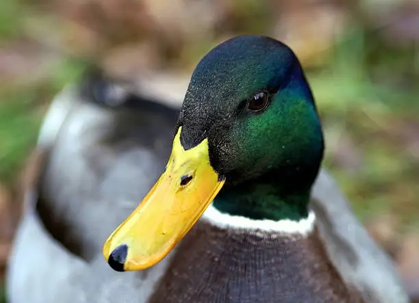 Photo of wild duck