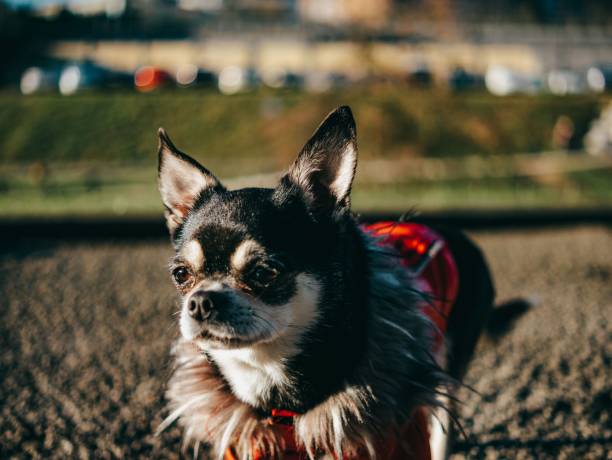 Chihuahua in red jacket shallow focus closeup