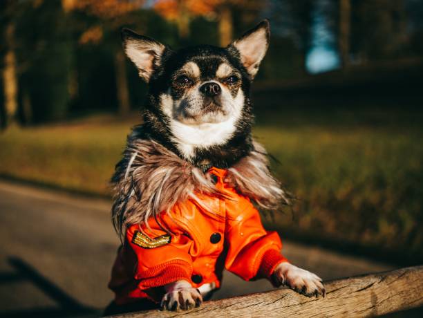 istock Chihuahua in red jacket shallow focus closeup 1467306615