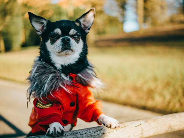 istock Chihuahua in red jacket shallow focus closeup 1467306622