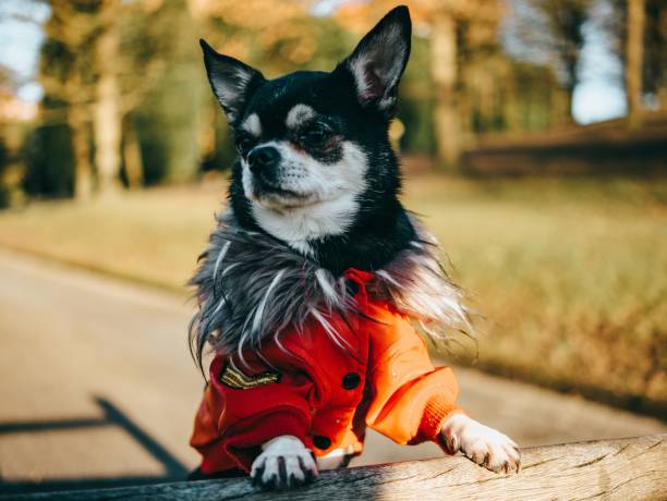 istock Chihuahua in red jacket shallow focus closeup 1467306624