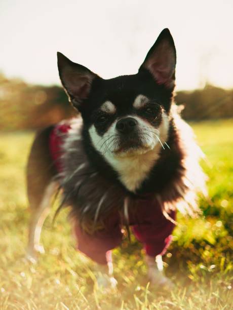 Chihuahua in red jacket selective focus closeup