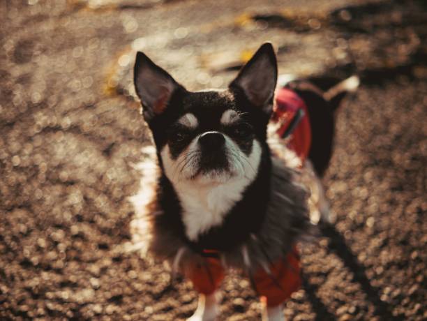 istock Chihuahua in red jacket selective focus closeup 1467306634