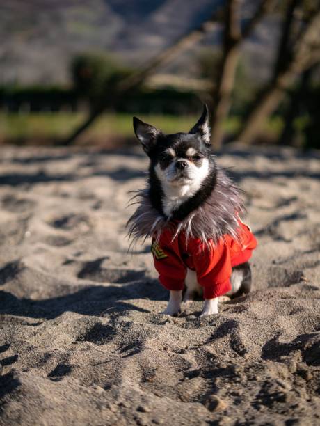 istock Small Chihuahua in red jacket standing on sand shallow focus 1467306635