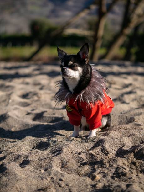 istock Small Chihuahua in red jacket standing on sand shallow focus 1467306637