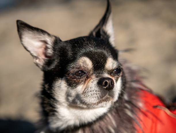 Chihuahua in red jacket shallow focus closeup