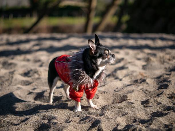 istock Small Chihuahua in red jacket standing on sand shallow focus 1467306646