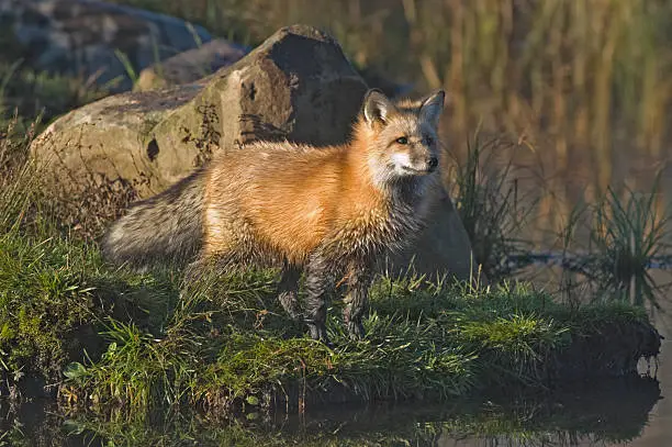 Wet red fox at ponds edge. Northern Minnesota