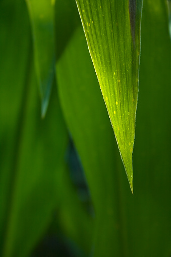 Particular of a corn leaf on a green background.