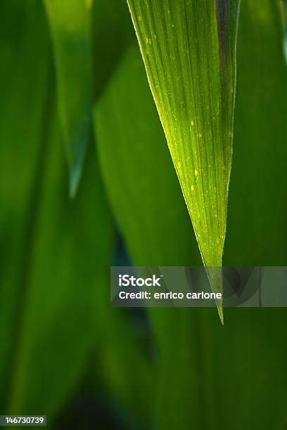 Corn Leaf Stock Photo - Download Image Now - Close-up, Corn, Leaf