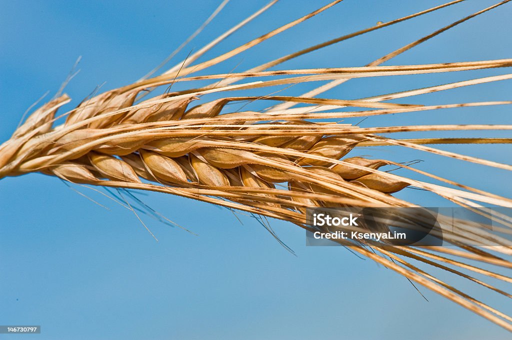 Wheat Spike A spike of wheat against the blue sky Agriculture Stock Photo