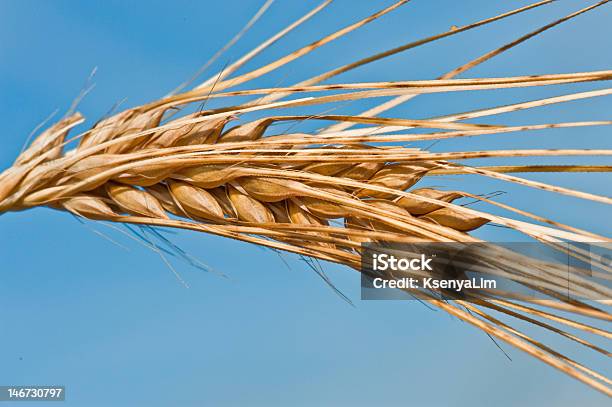 Wheat Spike Stock Photo - Download Image Now - Agriculture, Blue, Cereal Plant