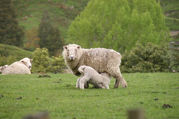 istock momy & baby sheep 146730860