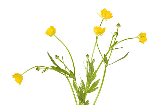 istock isolated buttercup flowers 146730927
