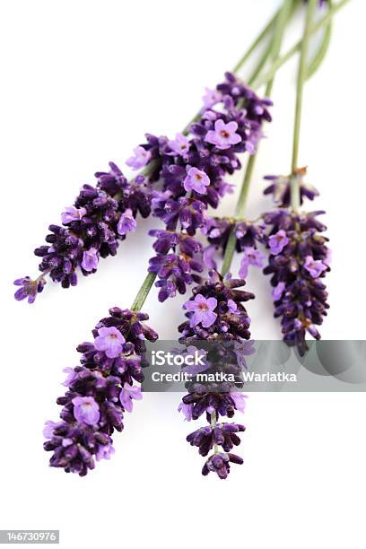 Flores De Lavanda - Fotografias de stock e mais imagens de Amimar - Amimar, Beleza, Bouquet