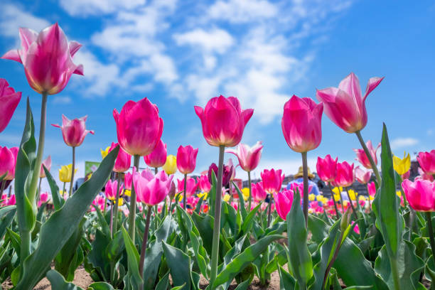 istock Colorful tulips. Tulips in spring. 1467309938