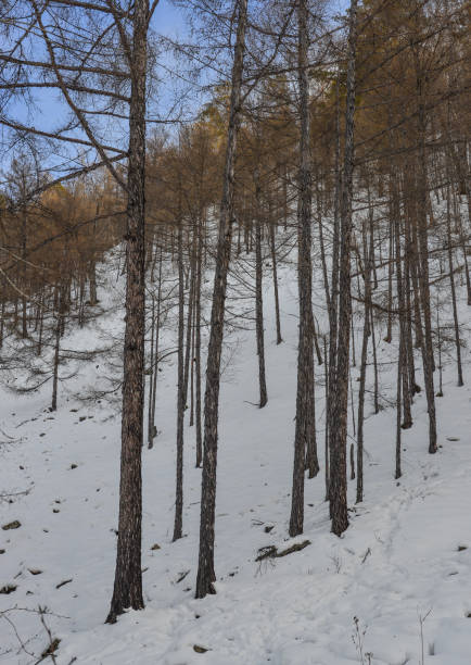 istock Winter scenery of Heilongjiang, China 1467310229