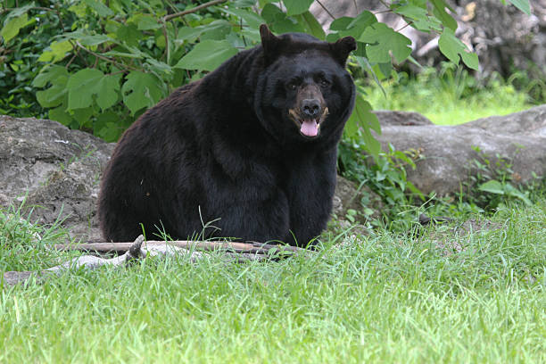 Ours noir américain - Photo