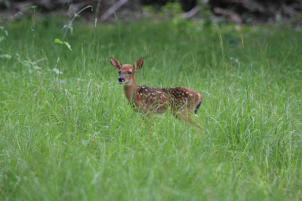 istock Whitetail fawn 146731142