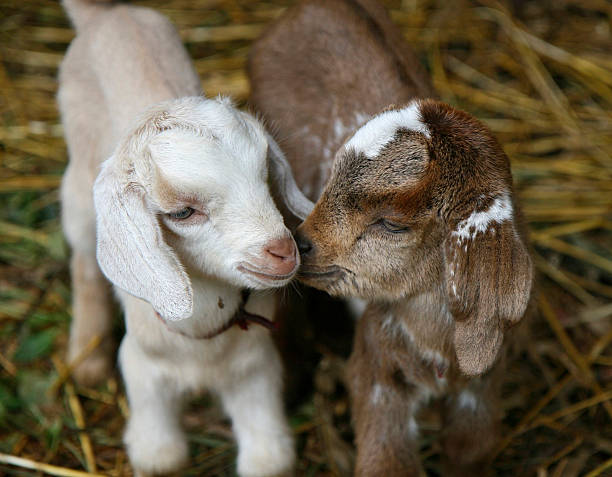Playful young goats on a green meadow.