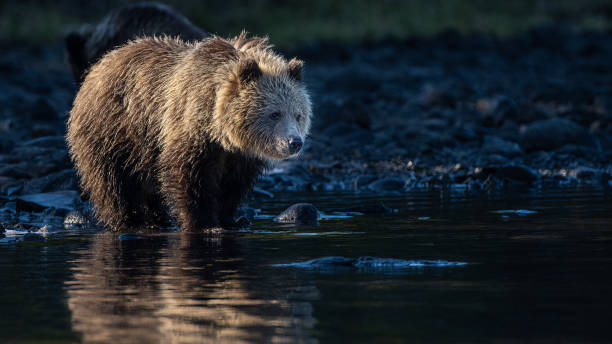 istock Grizzly cubs steps into the sun 1467313931